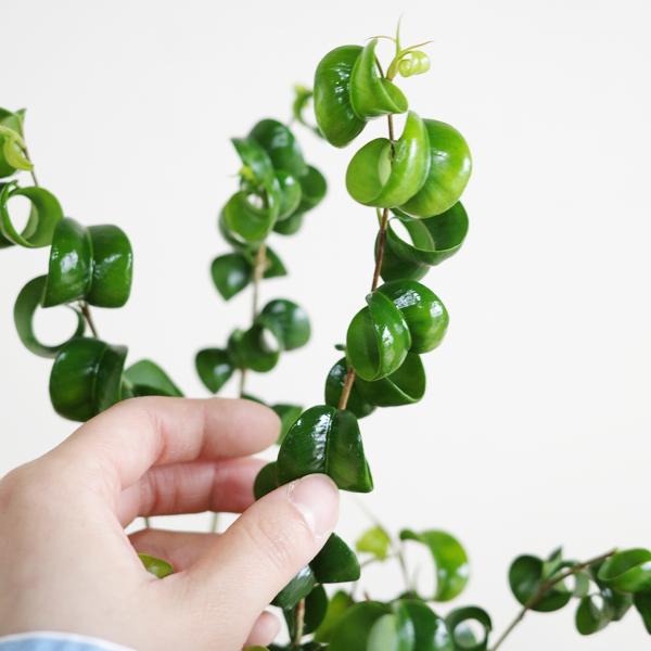 ベンジャミン バロック セメント鉢植え 縦ライン 送料無料 鉢植え 観葉