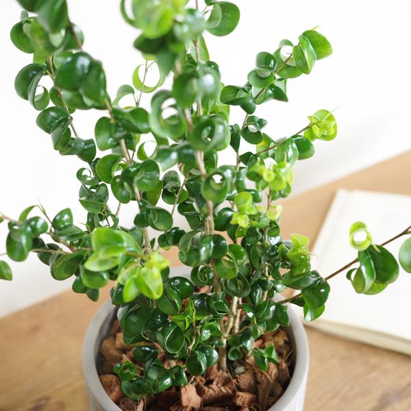 ベンジャミン バロック セメント鉢植え 縦ライン 送料無料 鉢植え 観葉