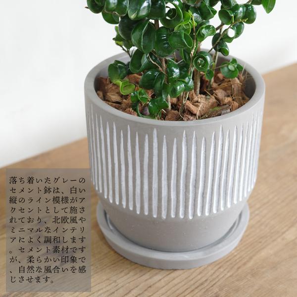 ベンジャミンバロック 観葉植物】ベンジャミン バロック 5寸鉢 | 橋本種苗園