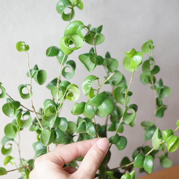 ベンジャミン バロック ホワイト陶器鉢植え 送料無料 鉢植え 観葉植物