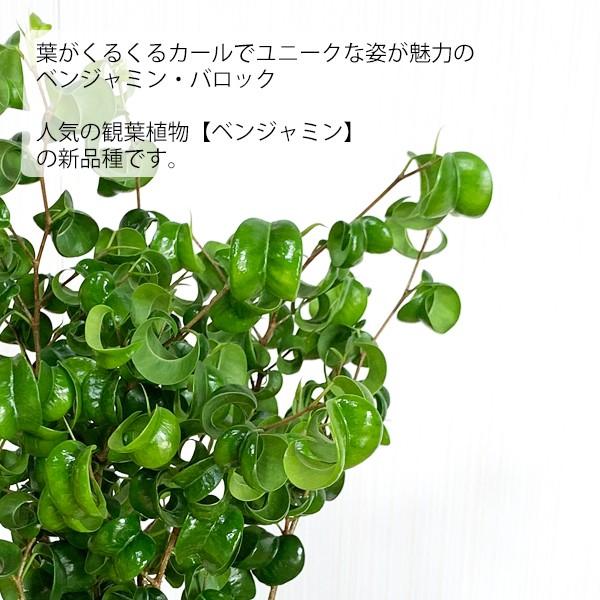 ベンジャミン バロック ホワイト陶器鉢植え 送料無料 鉢植え 観葉植物