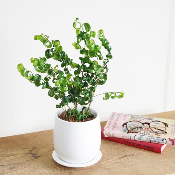 ベンジャミン バロック ホワイト陶器鉢植え 送料無料 鉢植え 観葉植物