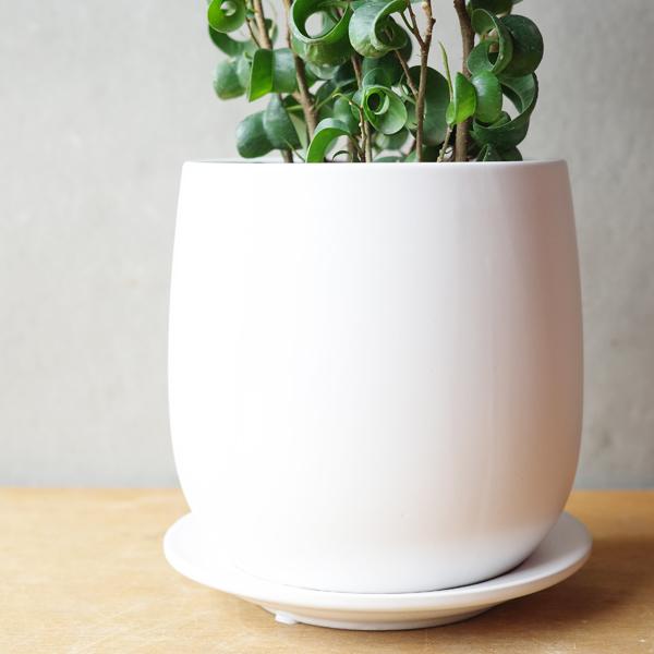 ブラックべンジャミン約2メートル 白鉢　現品 dショッピング |ベンジャミン（トピアリー仕立て） 黒色 セラアート鉢