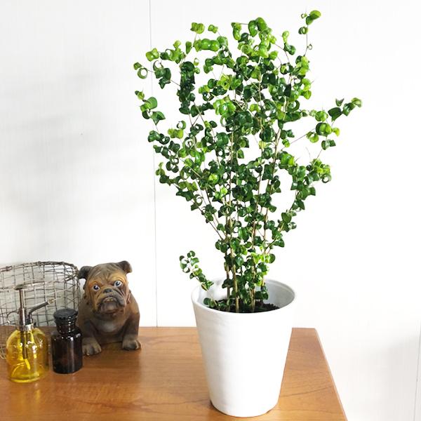 ベンジャミン バロック 白色セラアート鉢植え 観葉植物 ベンジャミンバロック 送料無料 中型 即日出荷 Balocwhsera 観葉植物のパーフェクトグリーン 通販 Yahoo ショッピング