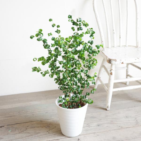 ベンジャミン バロック 白色セラアート鉢植え 観葉植物 ベンジャミン