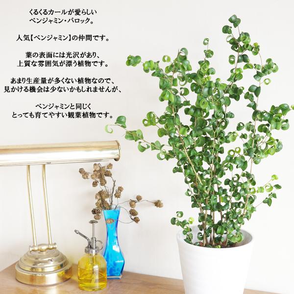 ベンジャミン バロック 白色セラアート鉢植え 観葉植物 ベンジャミン