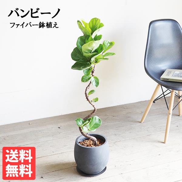 カシワバゴム バンビーノ カシワバゴムの木 ループ仕立て 丸型