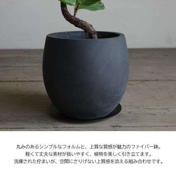 カシワバゴム バンビーノ カシワバゴムの木 ループ仕立て 丸型