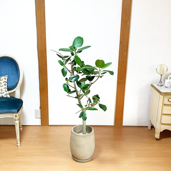 ベンガレンシス 陶器テラコッタ鉢植え 丸型 モカ 送料無料 観葉植物 中型 大型 インテリア ベンガルゴム フィカス ブラウン Bangalkaitomoca 観葉植物のパーフェクトグリーン 通販 Yahoo ショッピング