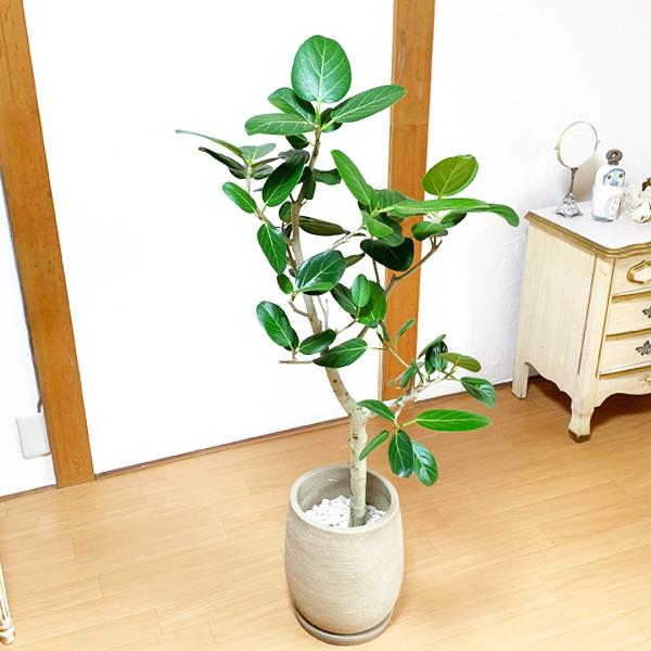 今月限定 特別大特価 ベンガレンシス 陶器テラコッタ鉢植え 丸型 モカ 送料無料 観葉植物 中型 大型 インテリア ベンガルゴム フィカス ブラウン Bangalkaitomoca 観葉植物のパーフェクトグリーン 通販 Yahoo ショッピング 新品即決 Www Maxipiso Com Ar