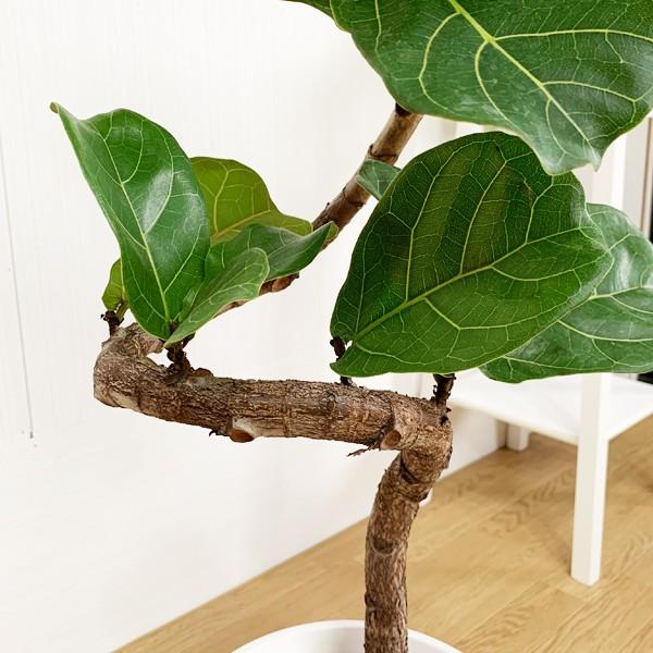 カシワバゴム バンビーノ カシワバゴムの木 ループ仕立て