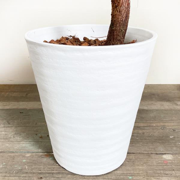 楽天市場】これ、可愛いです！カシワバゴム・バンビーノ（6号鉢