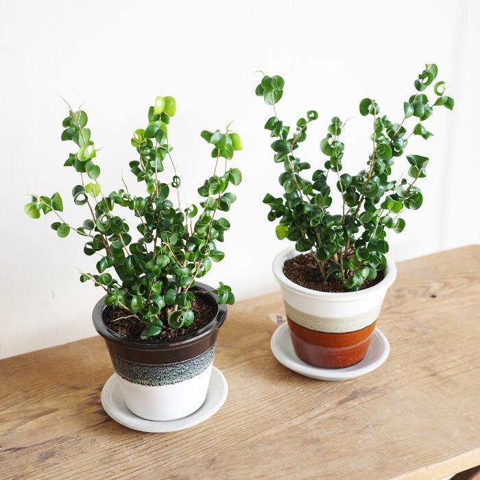 観葉植物 ベンジャミン バロック 信楽焼 陶器鉢植え 卓上サイズ 送料