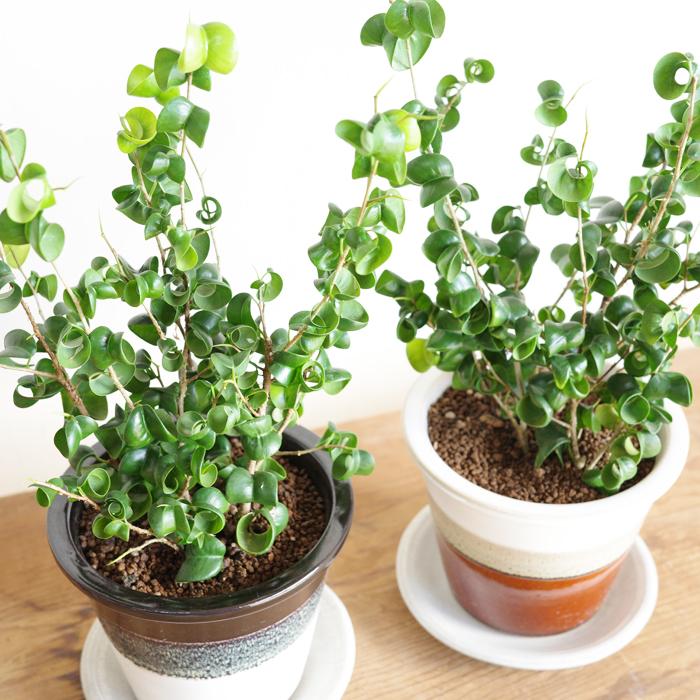 観葉植物 ベンジャミン バロック 信楽焼 陶器鉢植え 卓上サイズ 送料