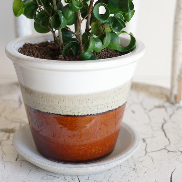 観葉植物 ベンジャミン バロック 信楽焼 陶器鉢植え 卓上サイズ 送料