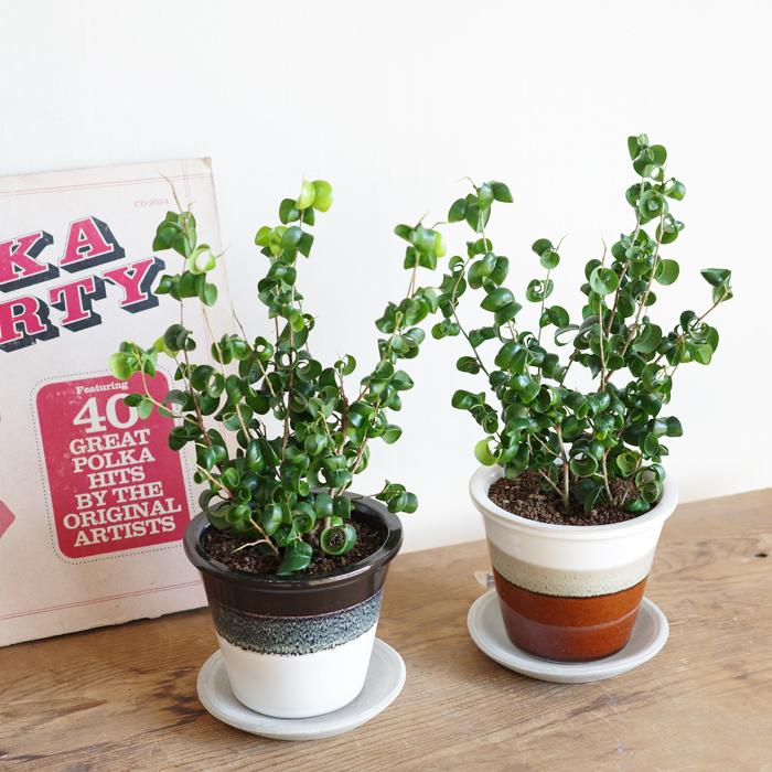 観葉植物 ベンジャミン バロック 信楽焼 陶器鉢植え 卓上サイズ 送料