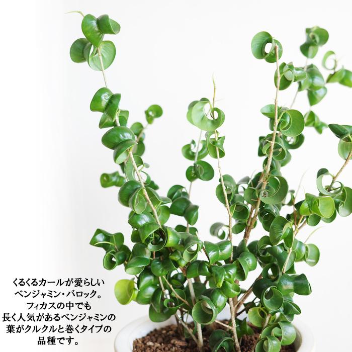 観葉植物 ベンジャミン バロック 信楽焼 陶器鉢植え 卓上サイズ 送料