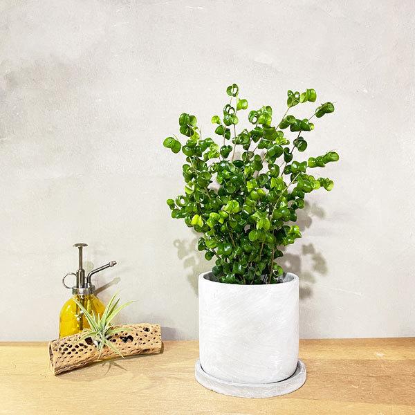 ベンジャミン バロック アッシュグレーセメント鉢植え 送料無料 観葉植物 小型 即日出荷 配送員設置送料無料 中型 インテリア おしゃれ