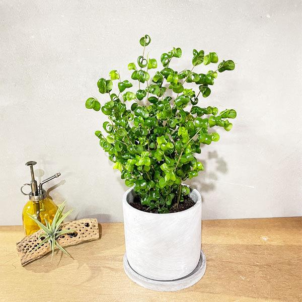 ベンジャミン バロック アッシュグレーセメント鉢植え 送料無料 観葉植物 小型 即日出荷 配送員設置送料無料 中型 インテリア おしゃれ