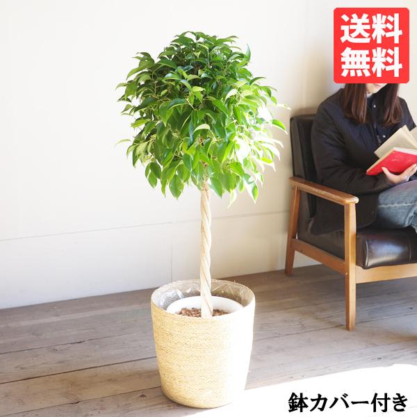 ベンジャミン 8号鉢 やわらかいかご付 観葉植物 送料無料 ゴムの木