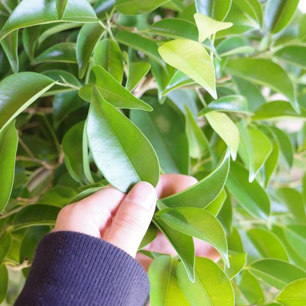 ベンジャミン 8号鉢 やわらかいかご付 観葉植物 送料無料 ゴムの木