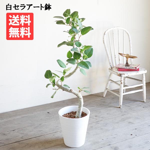 フィカス ベンガレンシス S字仕立て ベンガルゴムの木 観葉植物