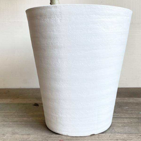 【最高級樹形】特大　フィカス　ベンガレンシス　S字仕立て　10号陶器鉢　植え込み 最高級樹形】特大 フィカス ベンガレンシス S字仕立て 10号陶器