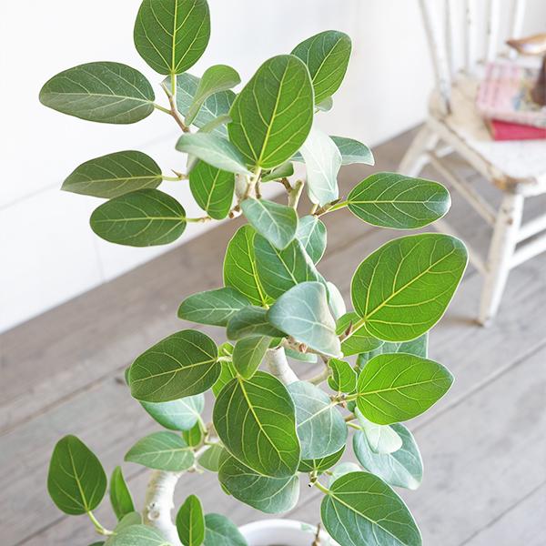 フィカス ベンガレンシス S字仕立て ベンガルゴムの木 観葉植物