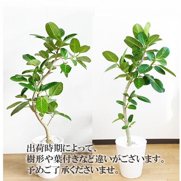 フィカス ベンガレンシス ベンガルゴムの木 観葉植物 ホワイトセラ