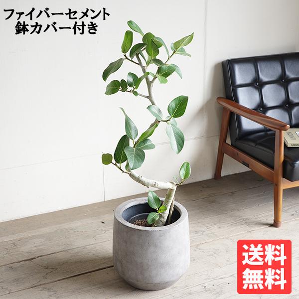 フィカス ベンガレンシス S字仕立て ベンガルゴムの木 観葉植物 グレー