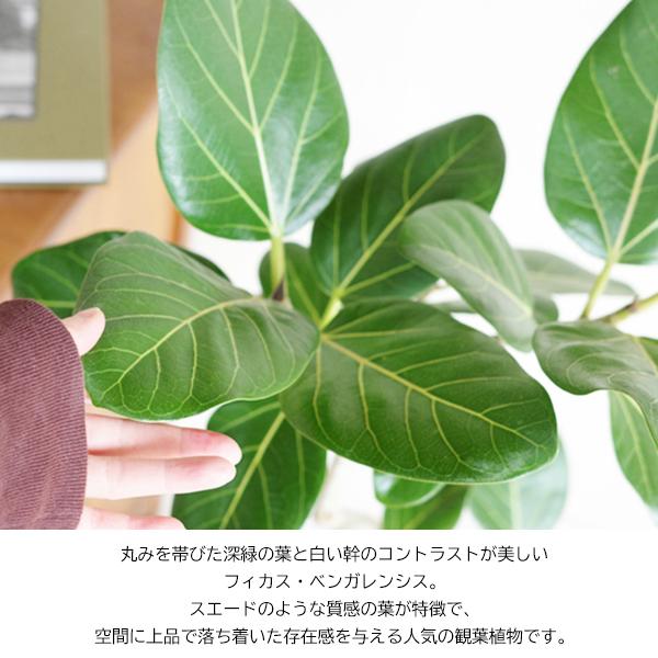 フィカス ベンガレンシス S字仕立て ベンガルゴムの木 観葉植物 グレー