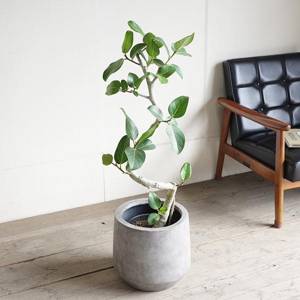 フィカス ベンガレンシス S字仕立て ベンガルゴムの木 観葉植物 グレー