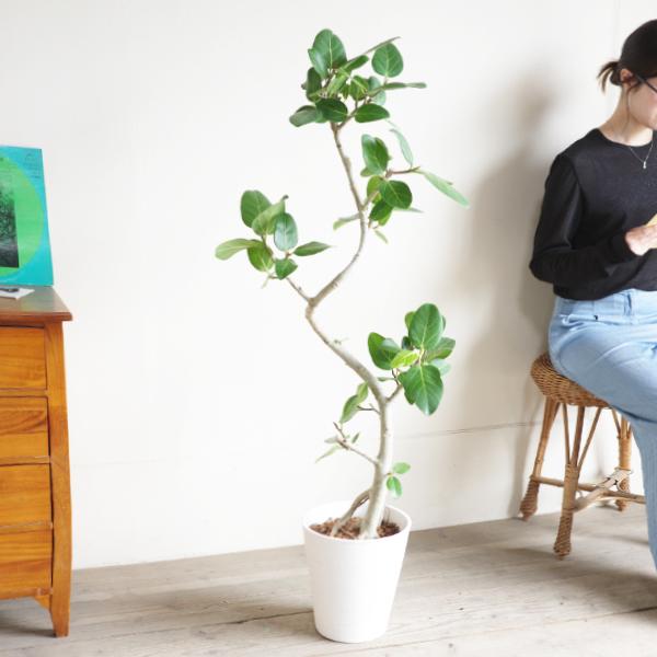 フィカス ベンガレンシス 大きめ ベンガルゴムの木 観葉植物 ホワイト