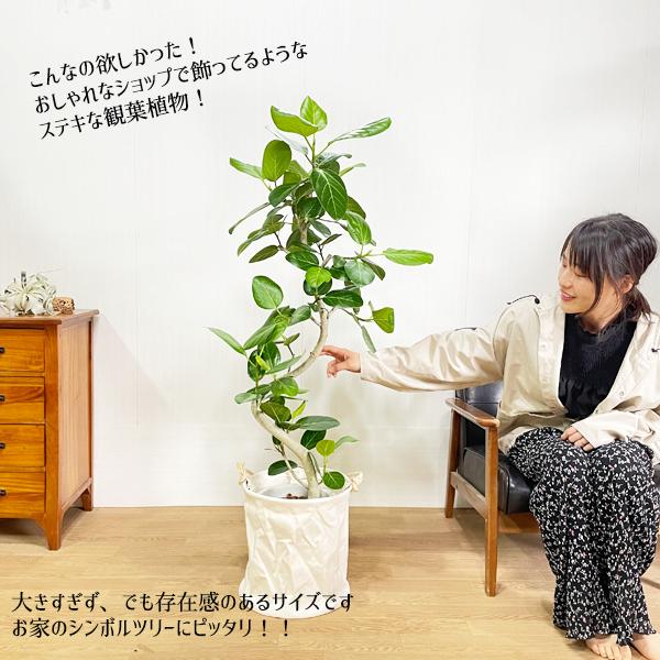 フィカス ベンガレンシス 選べる 鉢カバー 大型 お気に入り フィカスベンガレンシス 送料無料 即日出荷 ベンガルゴムの木