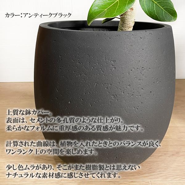 フィカス ベンガレンシス S字仕立て バルーン型 高級鉢カバー付