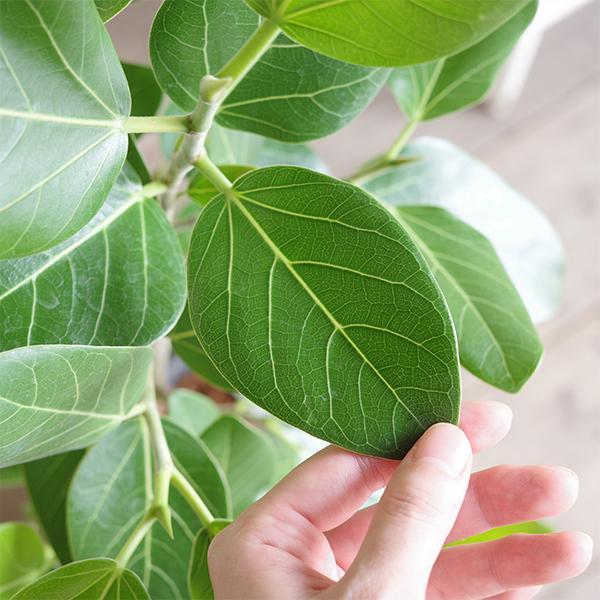 フィカス ベンガレンシス ベンガルゴムの木 ファイバー鉢カバー付き