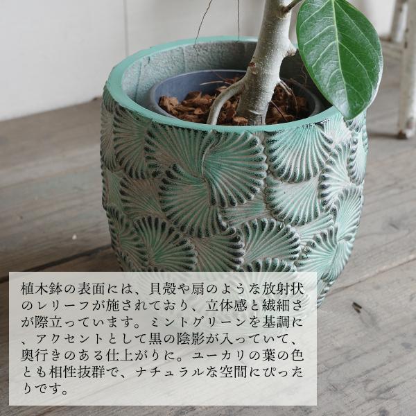 現品　フィカス　ゴムの木　ベンガレンシス　42番　太い　原木　インテリアグリーン フィカス ベンガレンシス ゴムの木の仲間【中型 観葉植物 8号鉢