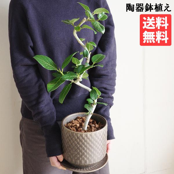 フィカス ベンガレンシス ブラウン陶器鉢植え 北欧ヴィンテージ風 ベンガルゴムの木 観葉植物 中型 お祝い 送料無料 即日出荷（Yahoo!・観葉植物のパーフェクトグリーン）