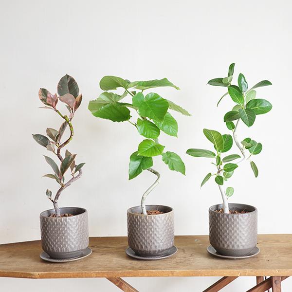 フィカス ベンガレンシス 142cm8号 S-shaped tree form フィカスベン