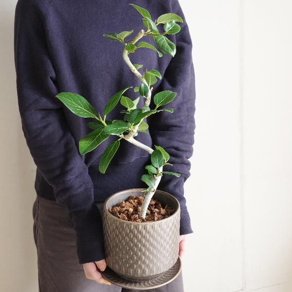 フィカス ベンガレンシス s字樹形 ブラウン陶器鉢植え 北欧