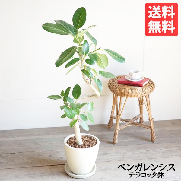 フィカス ベンガレンシス ベンガルゴムの木 アイボリーテラコッタ