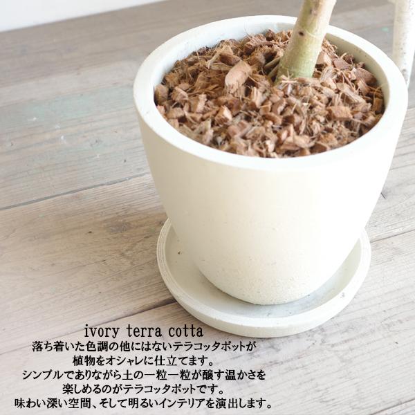フィカス ベンガレンシス ベンガルゴムの木 アイボリーテラコッタ鉢植え 観葉植物 大型 中型 お祝い 送料無料 即日出荷_7