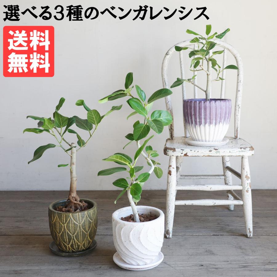 フィカス ベンガレンシス 選べる3種 テラコッタ鉢植え ベンガルゴムの
