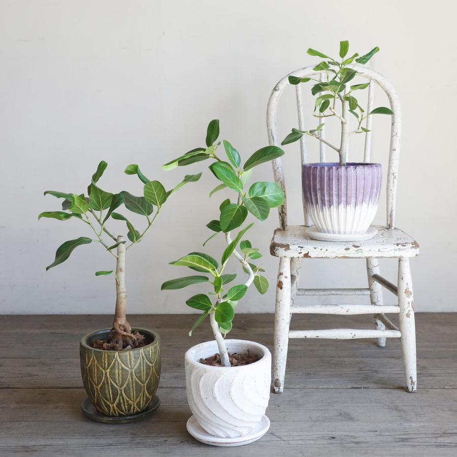 フィカス ベンガレンシス A ゴムの木 鉢植え 観葉植物 美品 限定 フィカス ベンガレンシス 選べる3種 テラコッタ鉢植え ベンガルゴムの