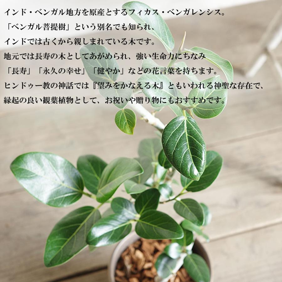 フィカス ベンガレンシス 選べる3種 テラコッタ鉢植え ベンガルゴムの