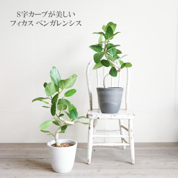 フィカス ベンガレンシス S字樹形 ベンガルゴムの木 ボタニー