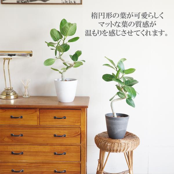 フィカス ベンガレンシス ベンガルゴムの木 ボタニープランター植え 選べる鉢色 観葉植物 中型 お祝い 送料無料 即日出荷｜pg869｜08