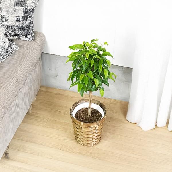 ベンジャミン ゴムの木 鉢カバー付 送料無料 フィカス 中型 即日出荷