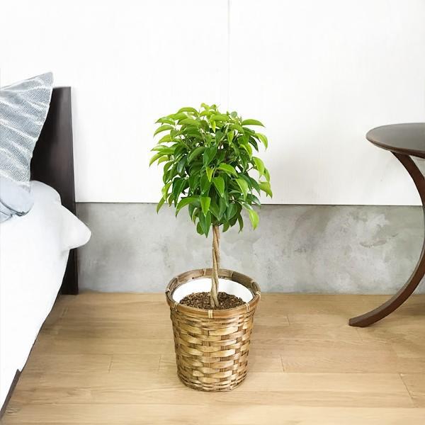 ベンジャミン ゴムの木 鉢カバー付 送料無料 フィカス 中型 即日出荷