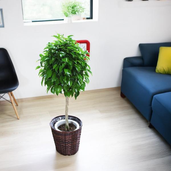 ベンジャミン 8号鉢 鉢カバー付 観葉植物 送料無料 ゴムの木 フィカス